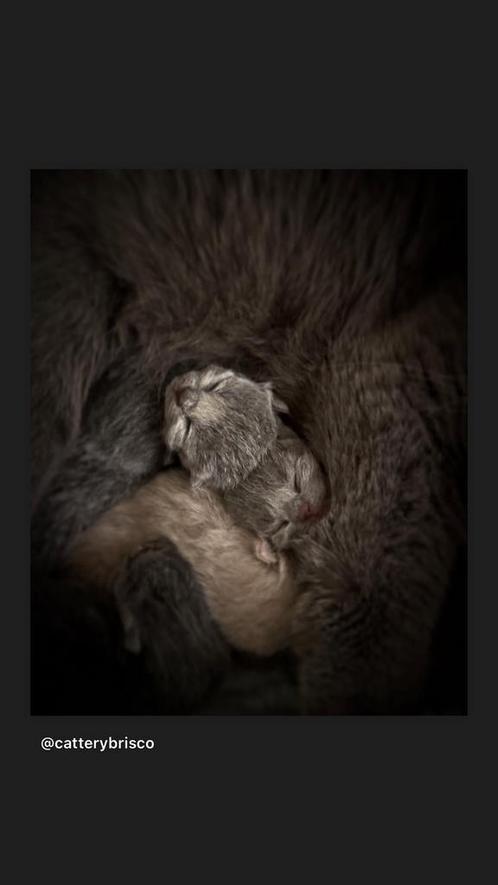 Brits korthaar kittens, Dieren en Toebehoren, Katten en Kittens | Raskatten | Korthaar, Meerdere dieren, 0 tot 2 jaar, Met stamboom