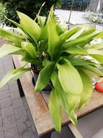 Aspidistra volwassen plant pot 25 cm, Ophalen of Verzenden, Zomer