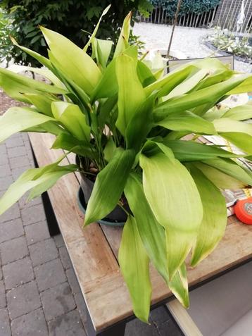Aspidistra volwassen plant pot 25 cm  beschikbaar voor biedingen