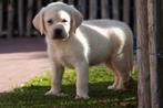 Prachtige blonde Labrador pups, Dieren en Toebehoren, Honden | Retrievers, Spaniëls en Waterhonden, België, CDV (hondenziekte)