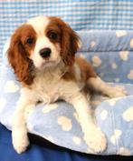 Des chiots Cavalier King Charles super mignons !, Animaux & Accessoires, Chiens | Retrievers, Épagneuls & Chiens d'eau, 15 semaines à 1 an
