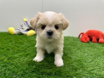 Nestje Lhasa Apso pups beschikbaar voor biedingen