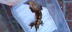 1.0 Bewezen Dark Phantom portholes wimpergekko man, poss cap, Dieren en Toebehoren, Reptielen en Amfibieën, Hagedis, 3 tot 6 jaar