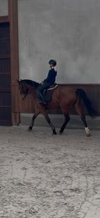 5 jarige action pur z x goodwill, Dieren en Toebehoren, Merrie, Z