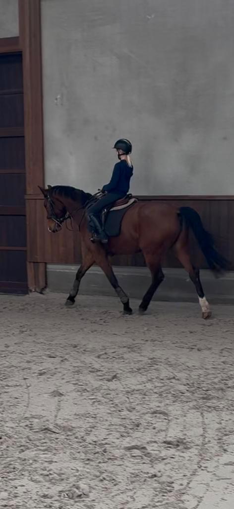 5 jarige action pur z x goodwill, Animaux & Accessoires, Chevaux, Jument, Z