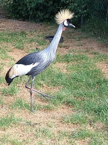 Kroonkraanvogel 2024 beschikbaar voor biedingen