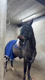 Merrie tekoop, Animaux & Accessoires, Enlèvement, Comme neuf