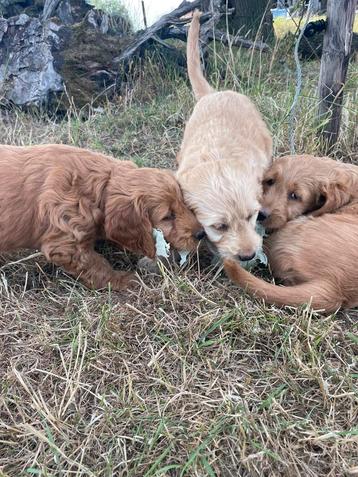 Mooie goldendoodle pups! beschikbaar voor biedingen