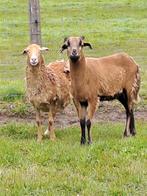 Zelfruiende ooien, Animaux & Accessoires, Moutons, Chèvres & Cochons, Mouton, Femelle, 0 à 2 ans