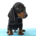 Teckel - kortharige pups te koop (zwart&bruin), CDV (hondenziekte), Meerdere, Meerdere dieren, Buitenland