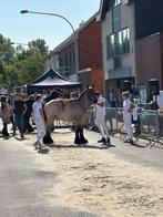 Cheval de trait, Jument, 175 cm ou plus, Vermifugé, 0 à 2 ans