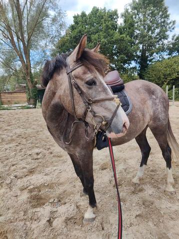 Knappe C en D pony beschikbaar voor biedingen