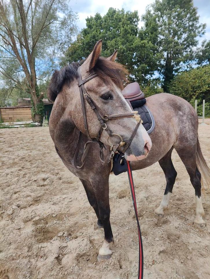 Knappe C en D pony, Dieren en Toebehoren, Pony's, Meerdere dieren, Niet van toepassing, 3 tot 6 jaar, Met stamboom, Gechipt, Ontwormd