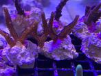 koraal stekjes te koop, Dieren en Toebehoren, Vissen | Aquariumvissen, Overige typen, Zoutwatervis