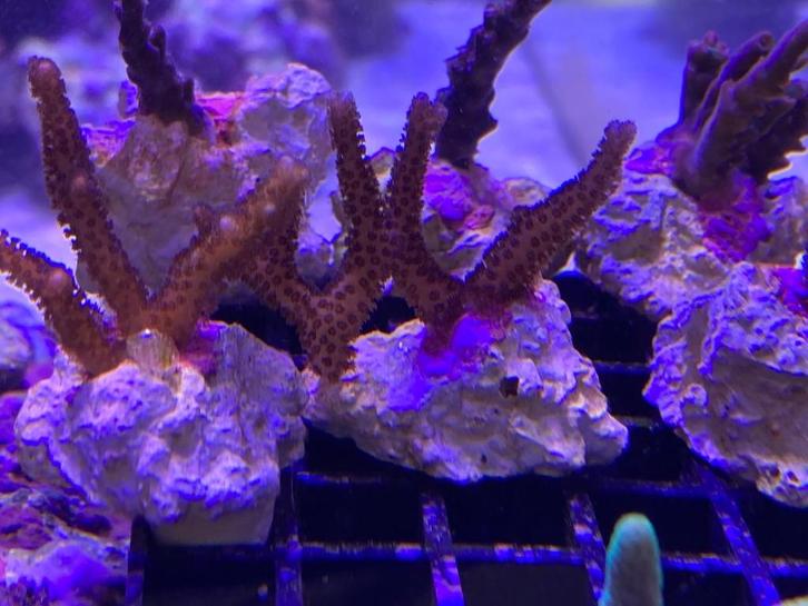 koraal stekjes te koop, Dieren en Toebehoren, Vissen | Aquariumvissen, Zoutwatervis, Overige typen