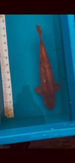 Chagoi 2 jaar 55cm Dainichi, Dieren en Toebehoren, Karper of Koi