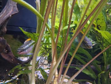 Kersenbuik cichilden gratis af te halen, Dieren en Toebehoren, Vissen | Aquariumvissen
