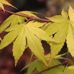 Acer palmatum, Tuin en Terras, Planten | Struiken en Hagen, Ophalen, Esdoorn