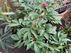 Pioen Paeonia, Jardin & Terrasse, Plantes | Arbres, En pot, Enlèvement