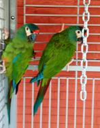 Een paar maracana's, Dieren en Toebehoren, Vogels | Parkieten en Papegaaien, Meerdere dieren, Papegaai, Geringd