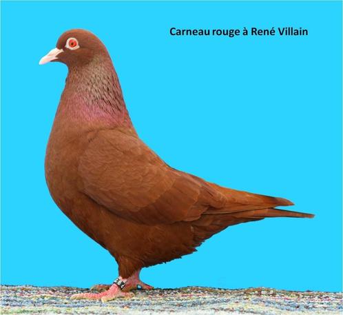 Kweekkoppel Carneau duiven, Dieren en Toebehoren, Vogels | Duiven