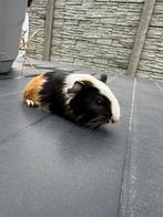 Cavia mannetje (3 kleurig), Animaux & Accessoires, Rongeurs, Cobaye