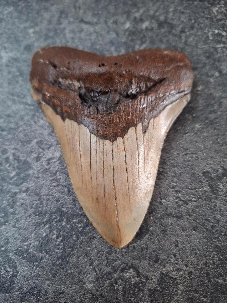 DENT MEGALODON USA 139 grammes 10,5 x 8 x 2,1 cm, Collections, Minéraux & Fossiles, Fossile, Enlèvement ou Envoi