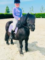Hele grote stevige Shetlander ruin, Dieren en Toebehoren, Gechipt, Ruin, Zadelmak, A pony (tot 1.17m)