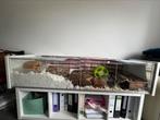 Grote hamsterkooi met toebehoren, Kooi, 110 cm of meer, Zo goed als nieuw, Hamster