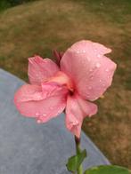 Canna Cannova, Ophalen