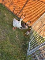 Ganzen, Dieren en Toebehoren, Pluimvee, Meerdere dieren, Eend