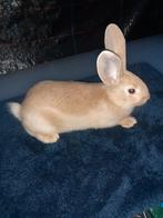 Vlinder konijnen 7weken oud is vrouwtjes