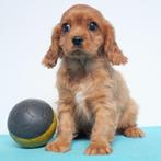 Cavalier king Charles - ruby reutje te koop (Belgisch), Dieren en Toebehoren, CDV (hondenziekte), 8 tot 15 weken, België, Reu