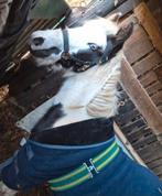 Hengstveulen 2025 met mooie blauwe ogen, Animaux & Accessoires