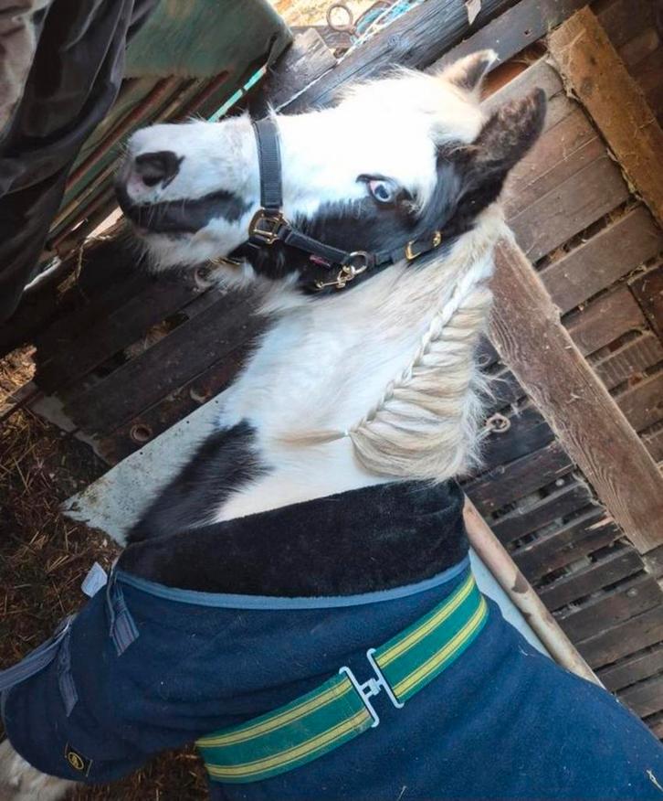 Hengstveulen 2025 met mooie blauwe ogen, Animaux & Accessoires, Chevaux