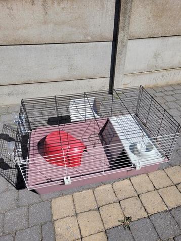 Kooi cavia's beschikbaar voor biedingen