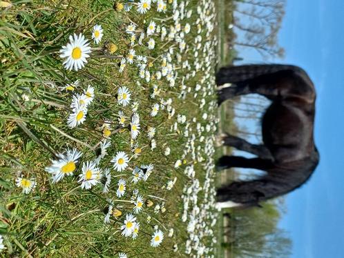 Hulp stallen mesten, Dieren en Toebehoren, Stalling en Weidegang