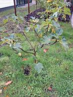 100% Winterharde vijg vijgenboom 1,20m, Tuin en Terras, Ophalen