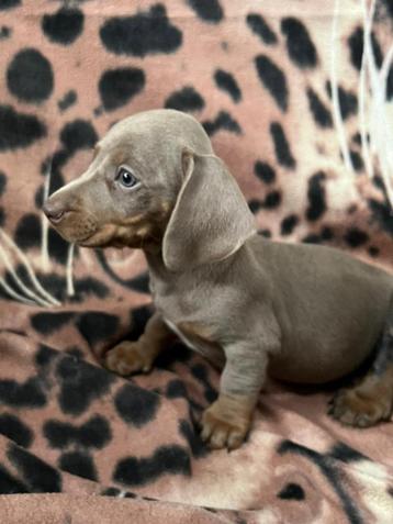 teckel pups,dwerg,isabella beschikbaar voor biedingen