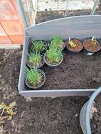Bio bieslook plantje voor buiten, Tuin en Terras, Ophalen