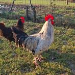 Coq sussex., Dieren en Toebehoren, Pluimvee
