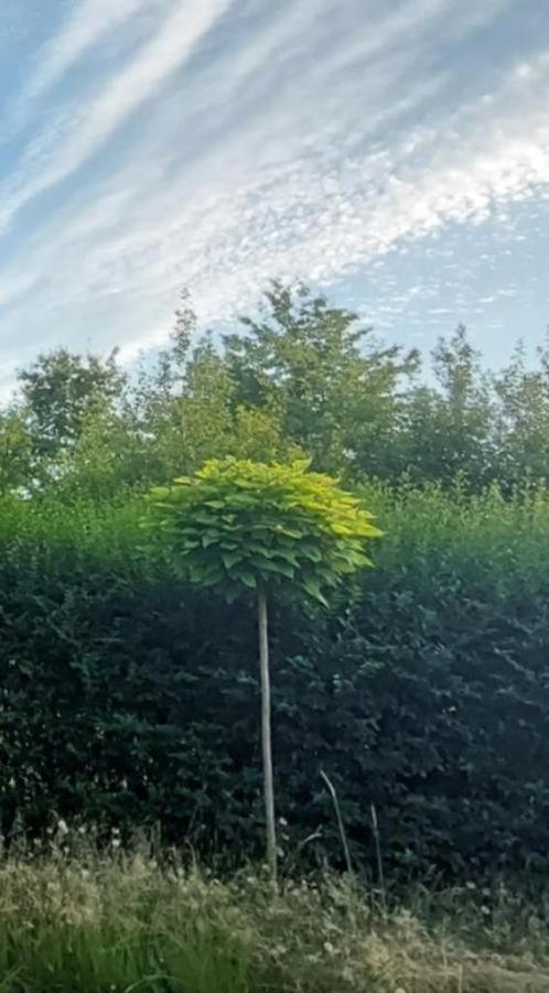 Boom bol catalpa - stamhoogte 2 meter, stamomtrek 14 - 17 cm, Jardin & Terrasse, Plantes | Arbres, Arbre à bulbes, 250 à 400 cm