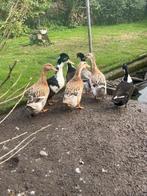 rouen eenden, Dieren en Toebehoren, Pluimvee, Eend