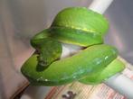 Couples Morelia Viridis sorong blue chain adultes, Dieren en Toebehoren, Reptielen en Amfibieën, Slang