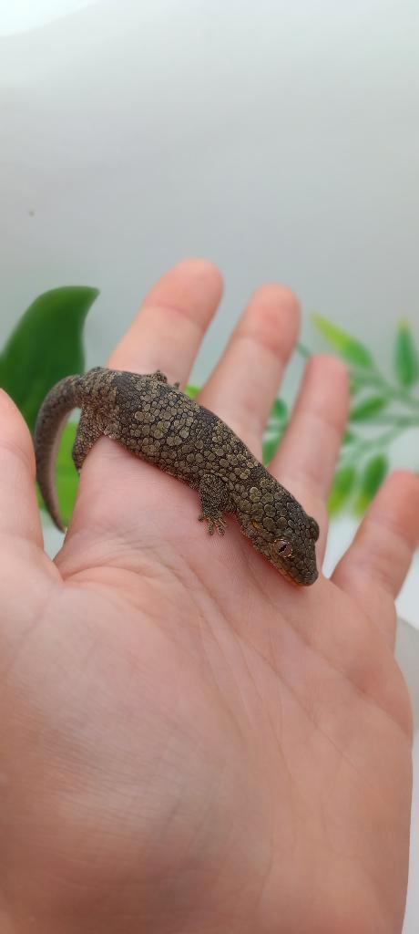 0.1 F2 Eurydactylodes Occidentalis Proven, Animaux & Accessoires, Reptiles & Amphibiens, Lézard, 3 à 6 ans, Domestique