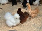 Sierkippen en legkippen, Dieren en Toebehoren, Pluimvee