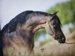 Prachtig AMHA hengstje, Dieren en Toebehoren, Pony's, Hengst, Onbeleerd, Gechipt, 11 jaar of ouder