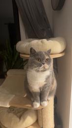 Britae korthaar poes Coco, Dieren en Toebehoren, Katten en Kittens | Raskatten | Korthaar, Poes, Gechipt, 3 tot 5 jaar