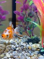 Sluierstaart goudvissen, Dieren en Toebehoren, Vis, Zoetwatervis