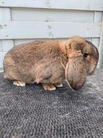 Duitse hangoor konijn, Dieren en Toebehoren, Konijnen, Hangoor